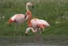 flamingo's